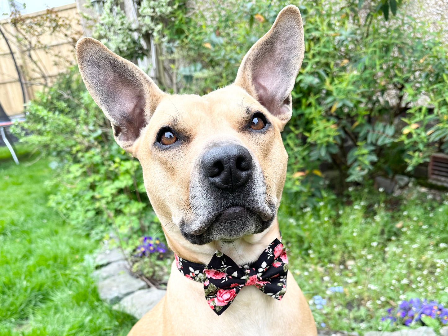 Rockabilly Rose Double D Safety Lock Dog Collar