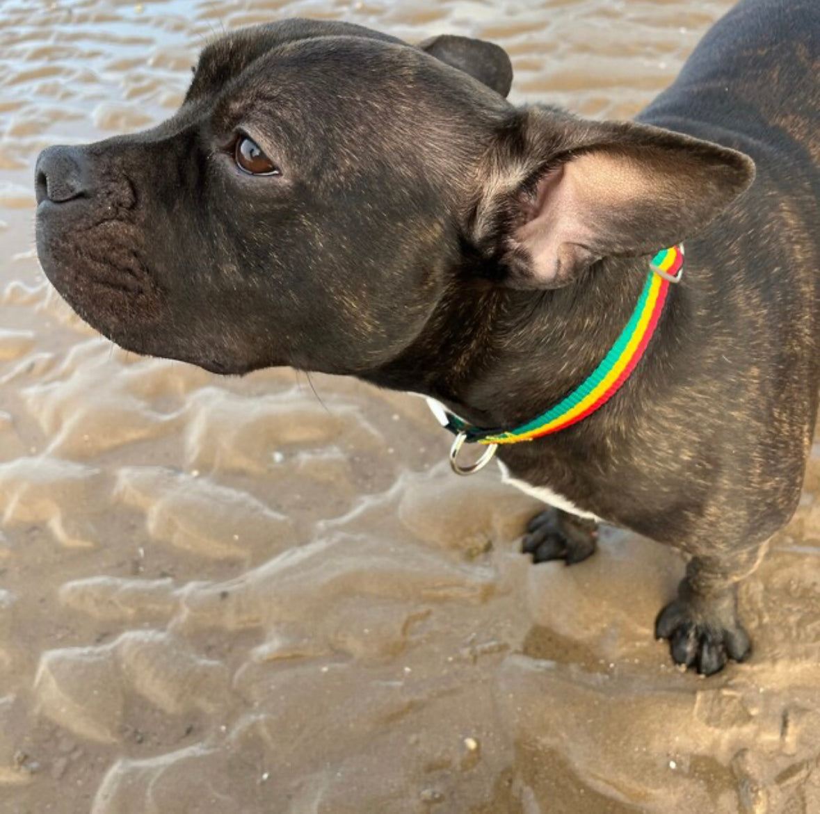 Jamaican dog collar
