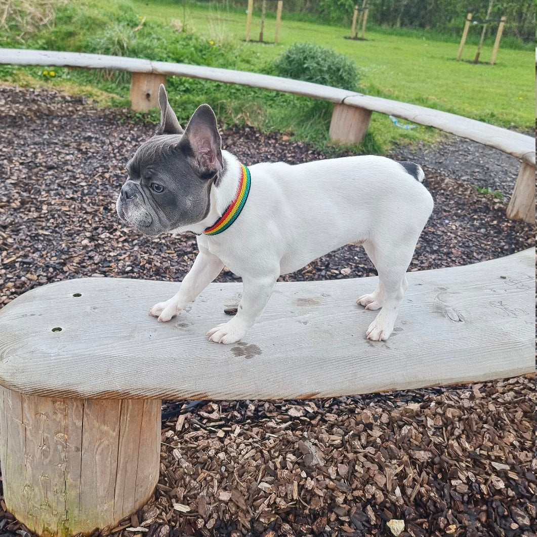 Jamaican dog collar