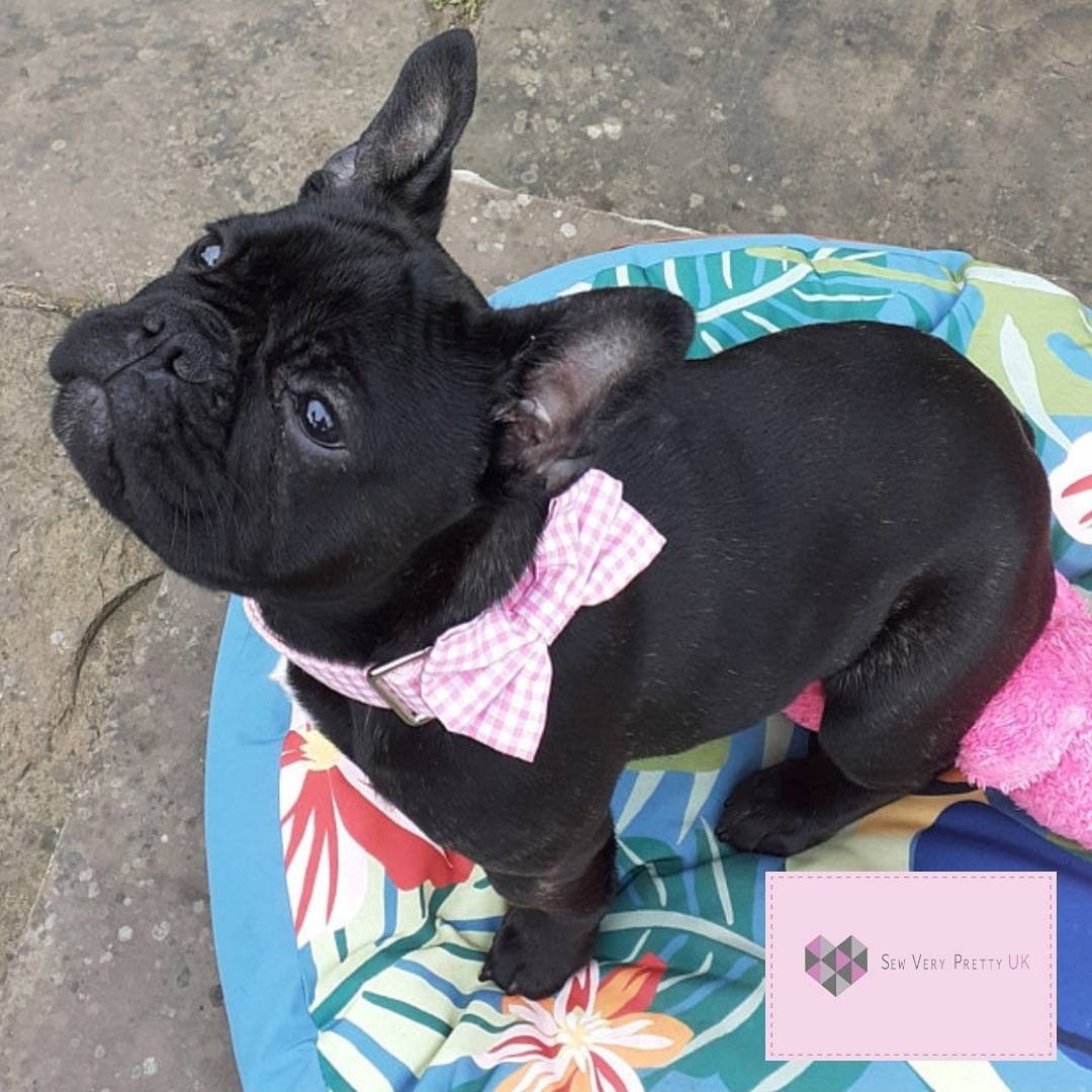 Pink gingham dog collar