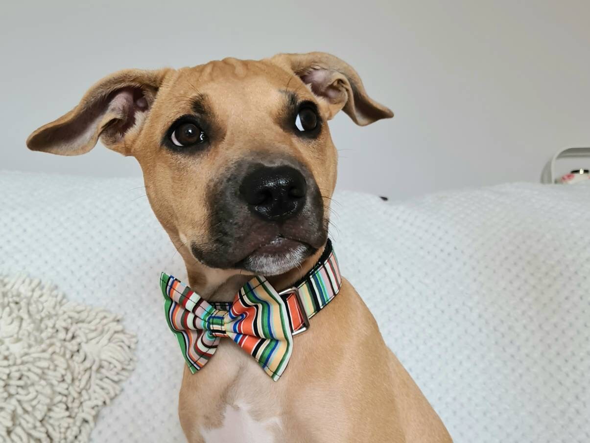 Green stripe dog collar