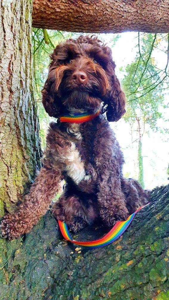 Plain standard dog lead