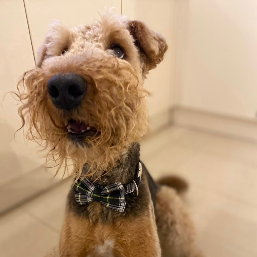 Green tartan collar, lead and bow set