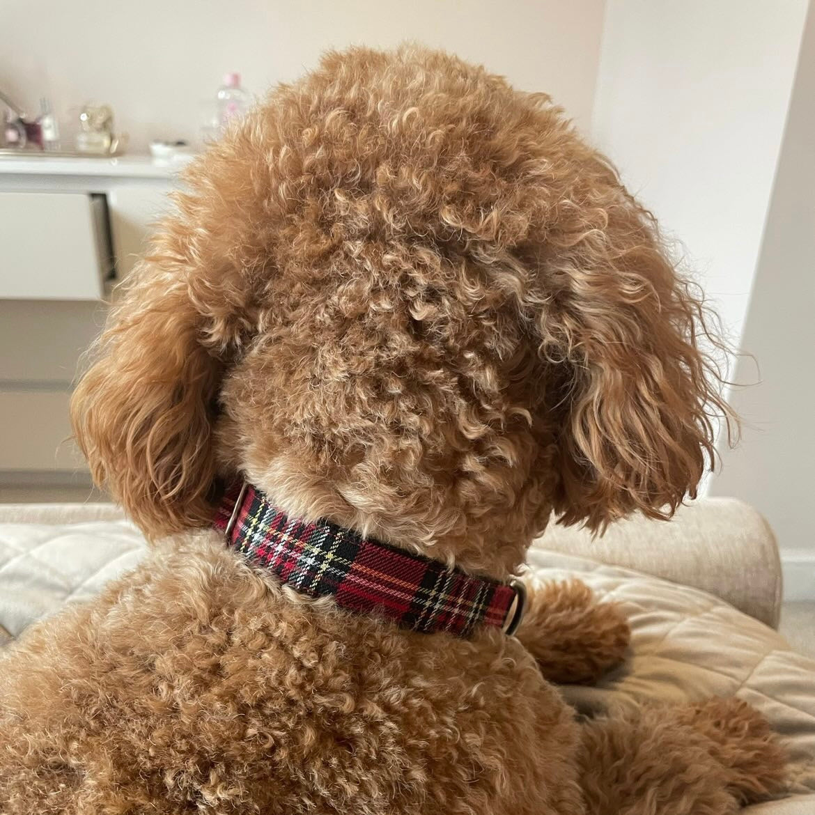 Red tartan dog lead