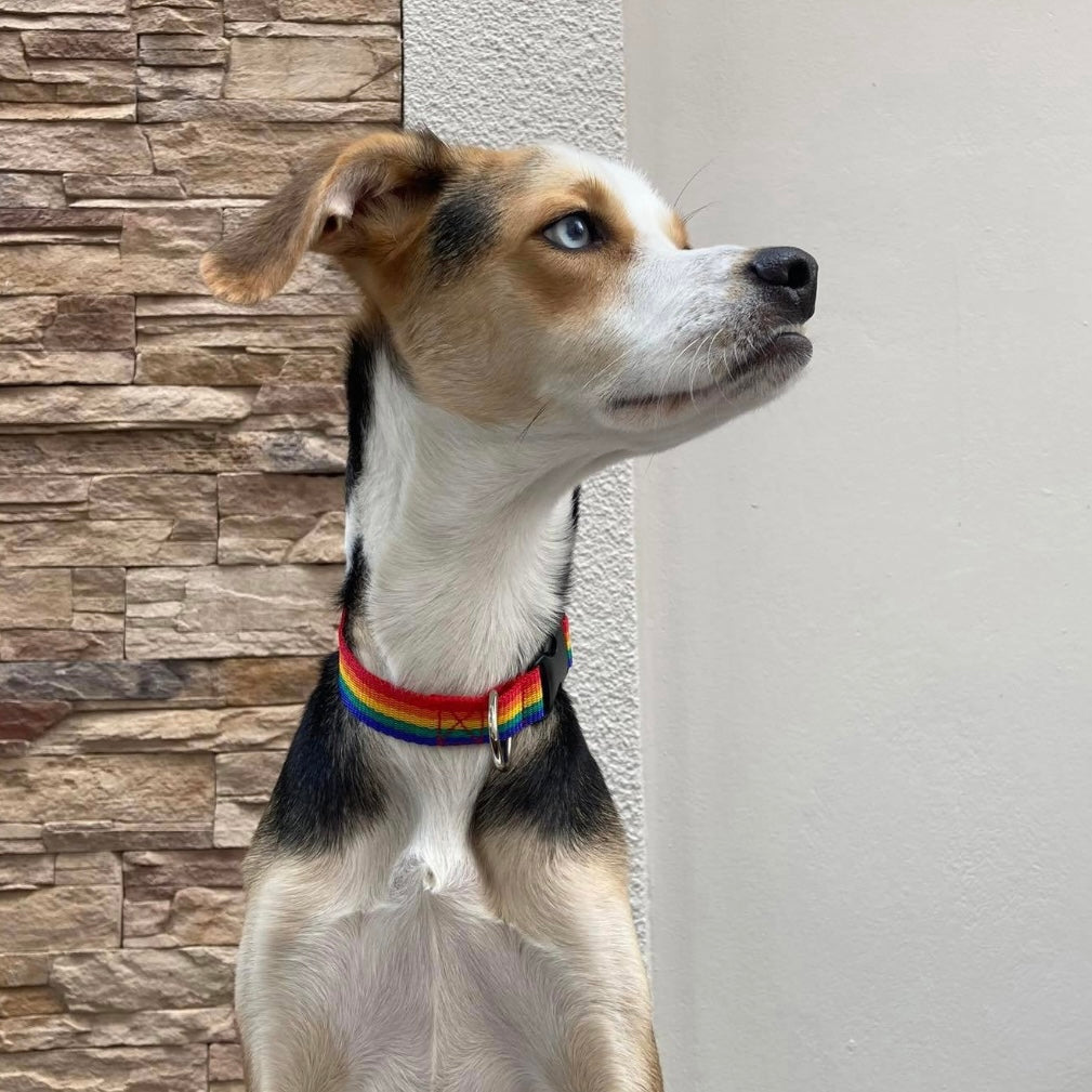 Rainbow dog collar