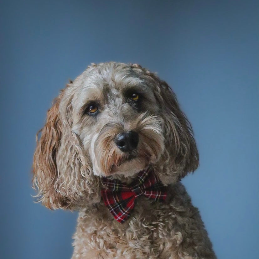 Red tartan collar, lead and bow set
