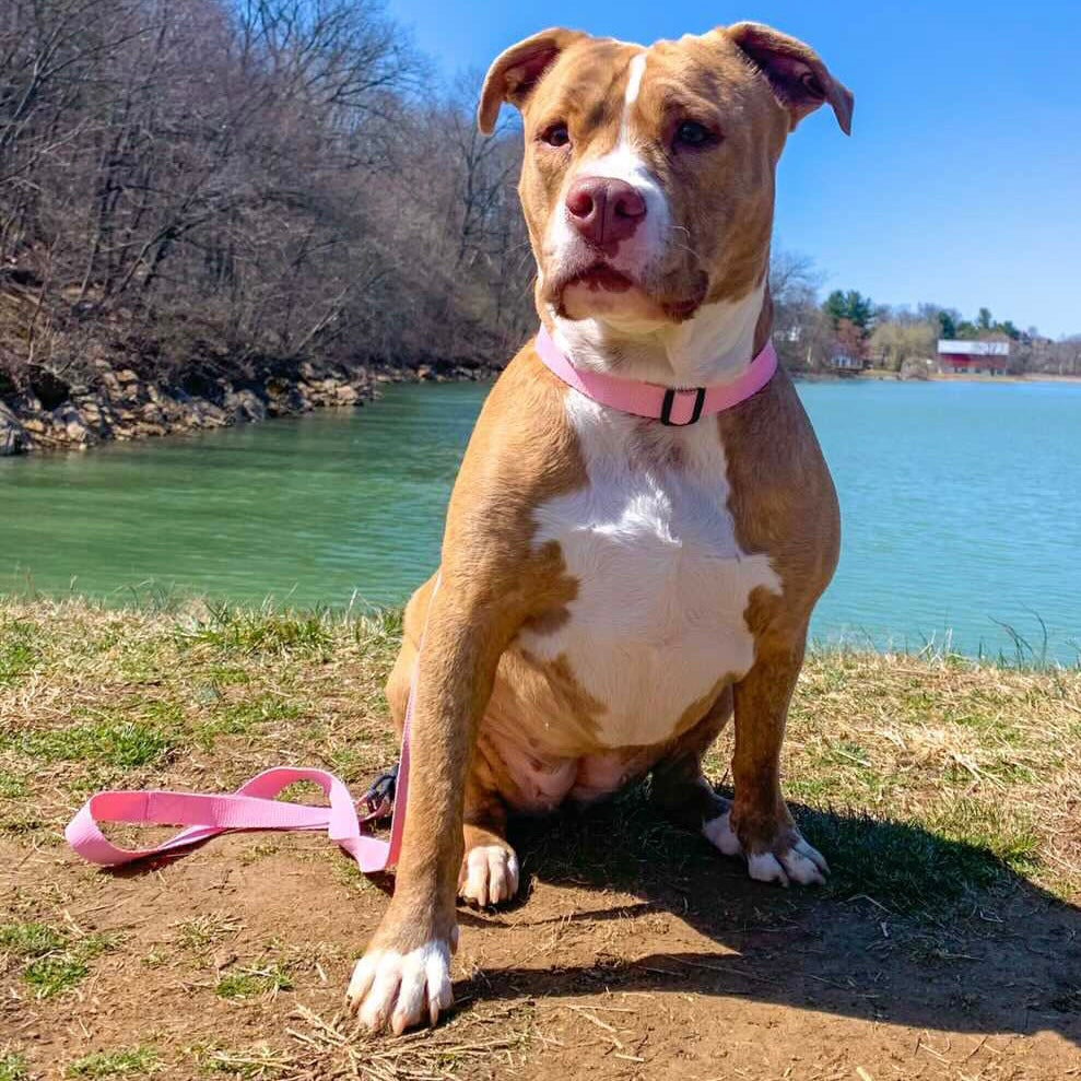 Baby pink dog collar
