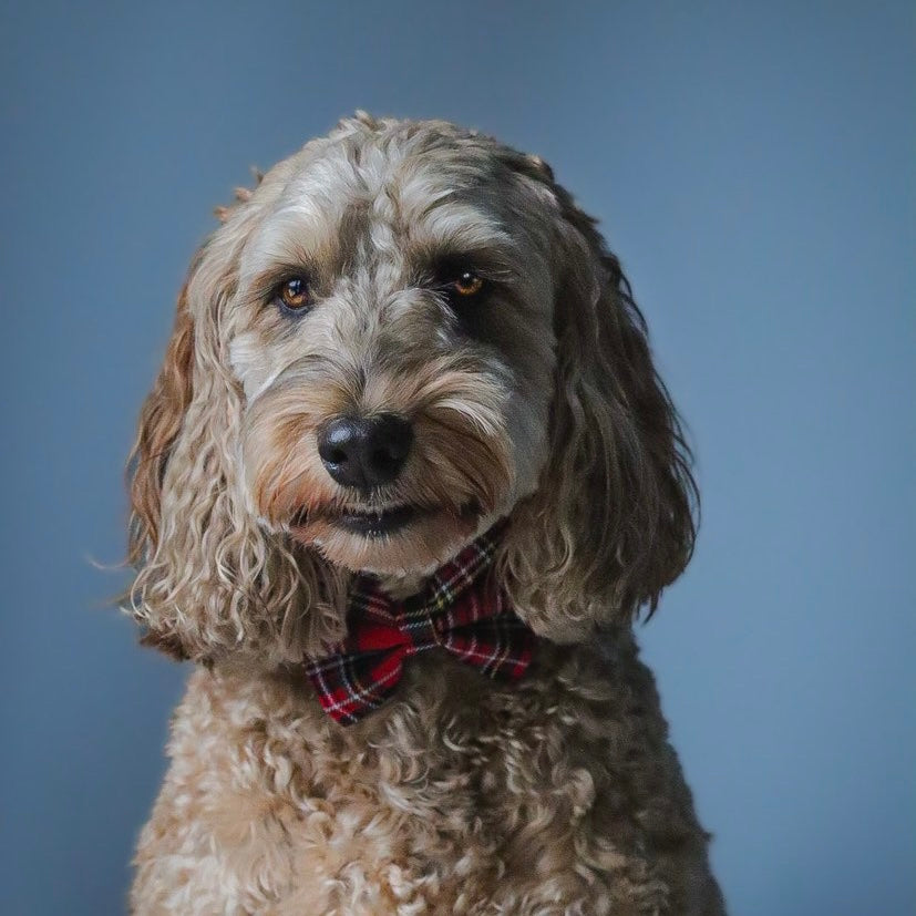 Red tartan collar, lead and bow set