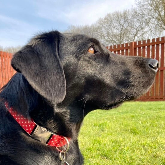 Red polka dot dog lead