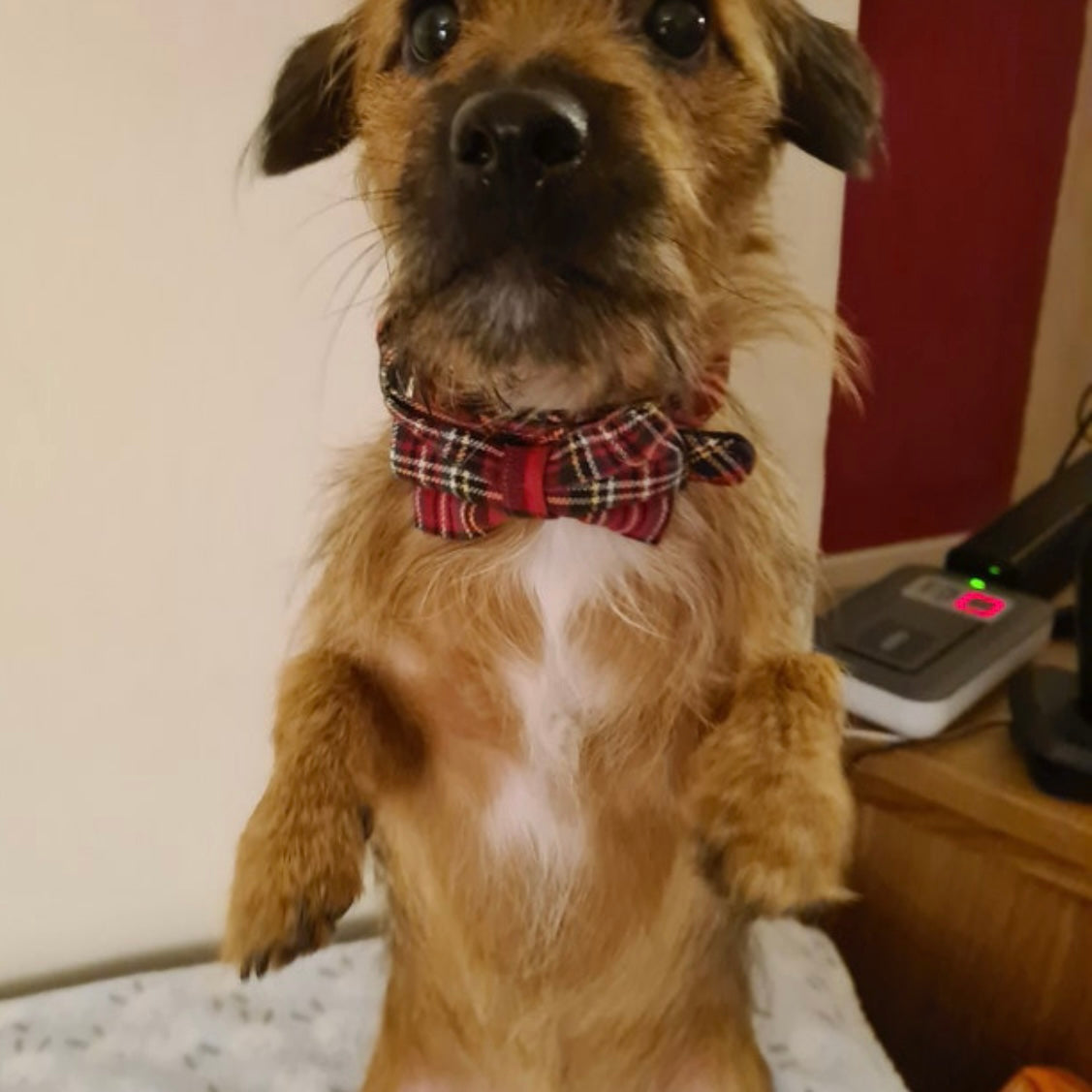 Red tartan dog lead