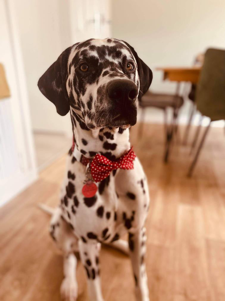 Red polka dot dog lead