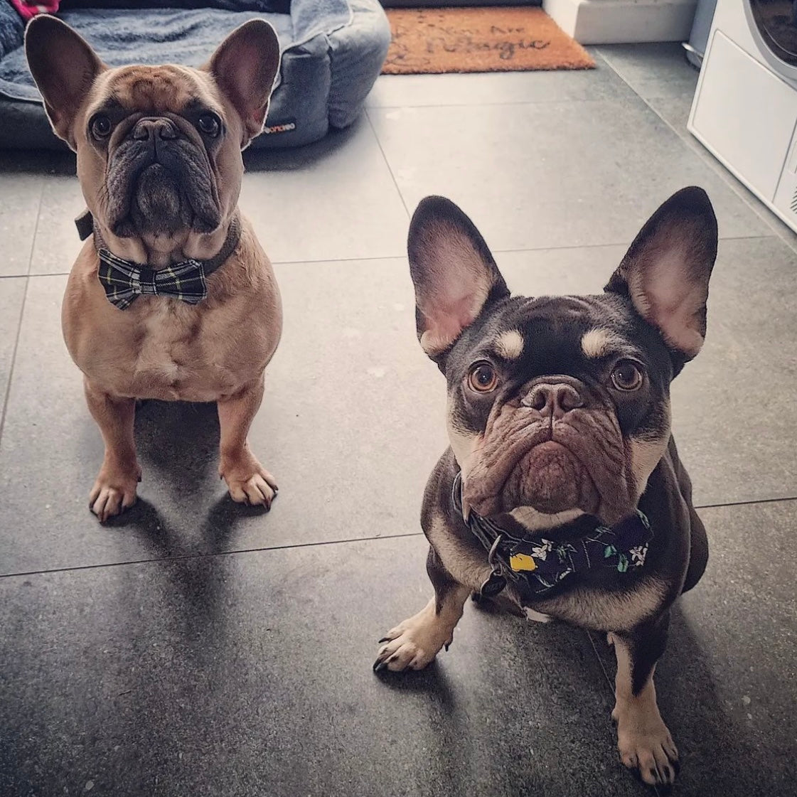 Lemon and navy dog collar