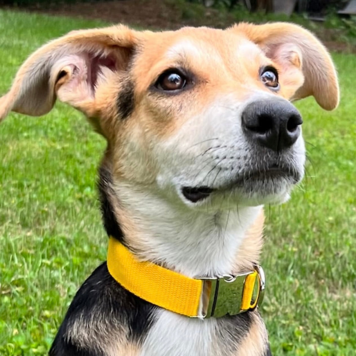 Yellow dog collar