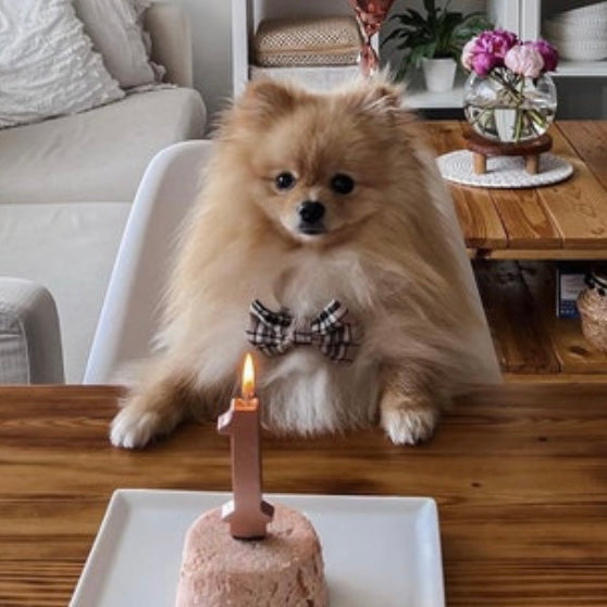 Beige tartan bow tie