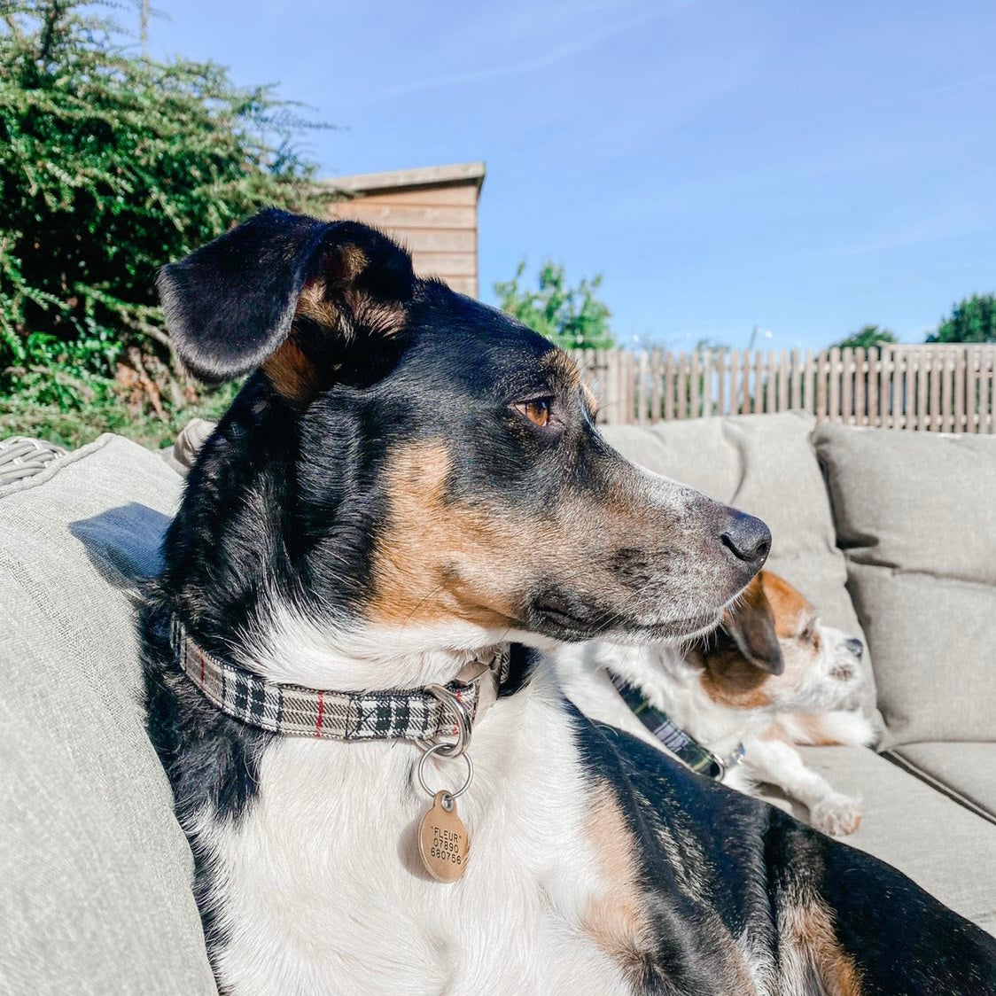 Beige tartan collar, lead and bow set