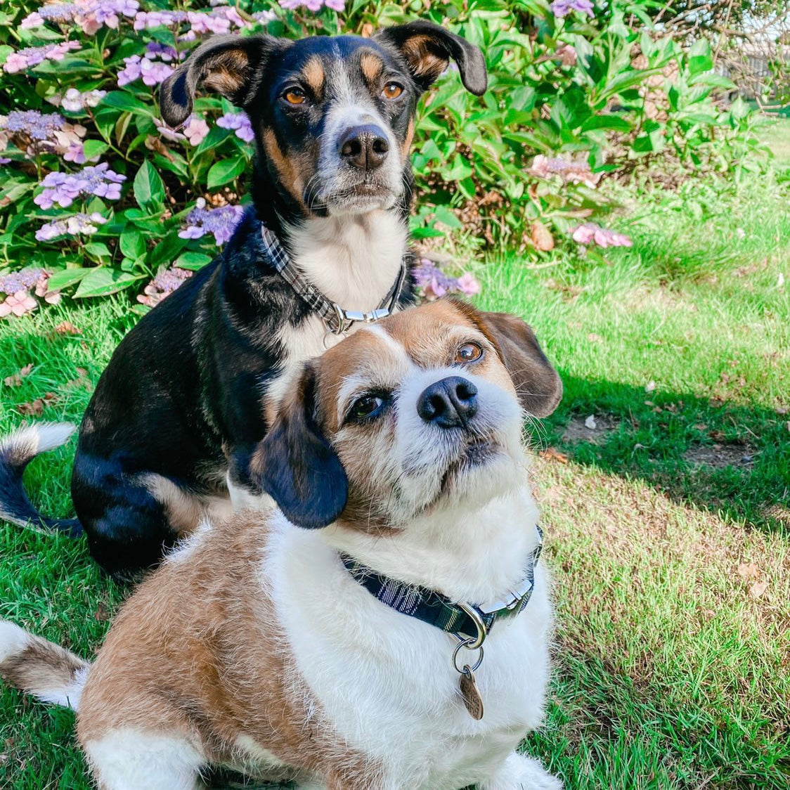 Green tartan collar, lead and bow set