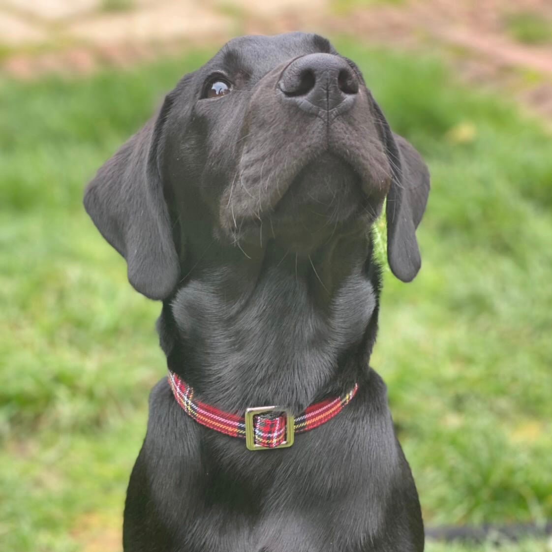 Red tartan collar, lead and bow set
