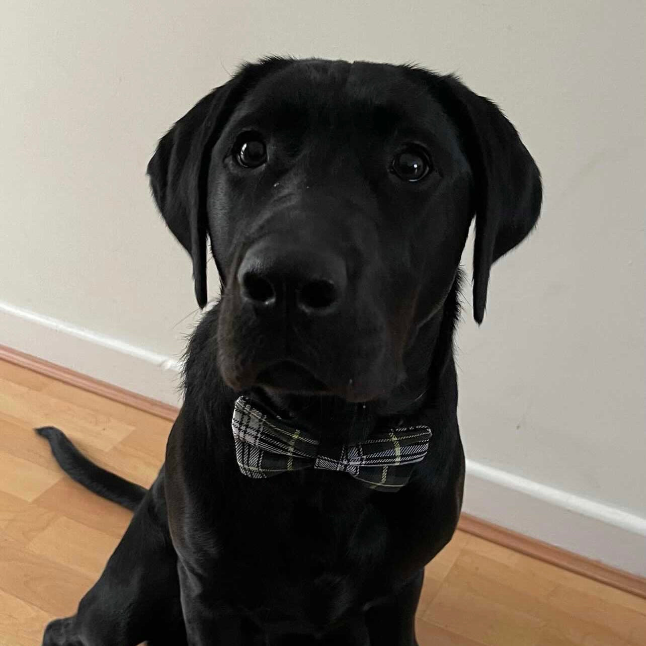 Green tartan dog collar