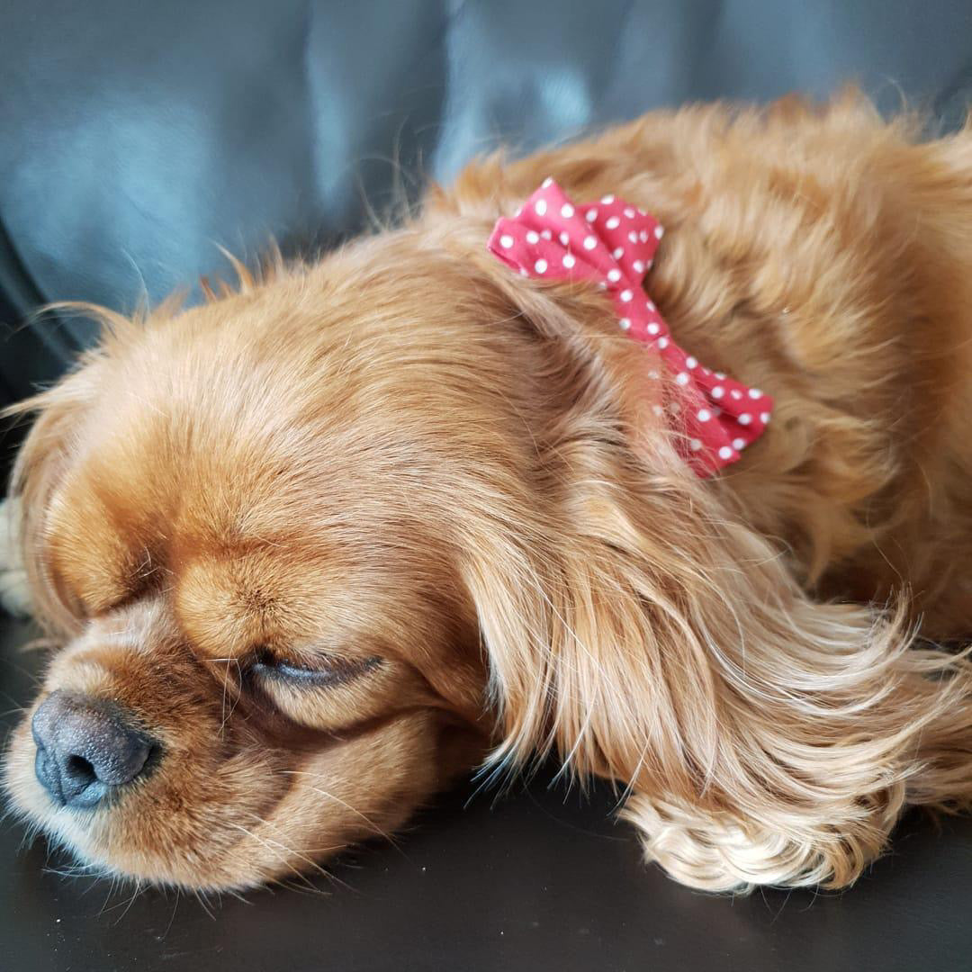 Red polka dot dog collar