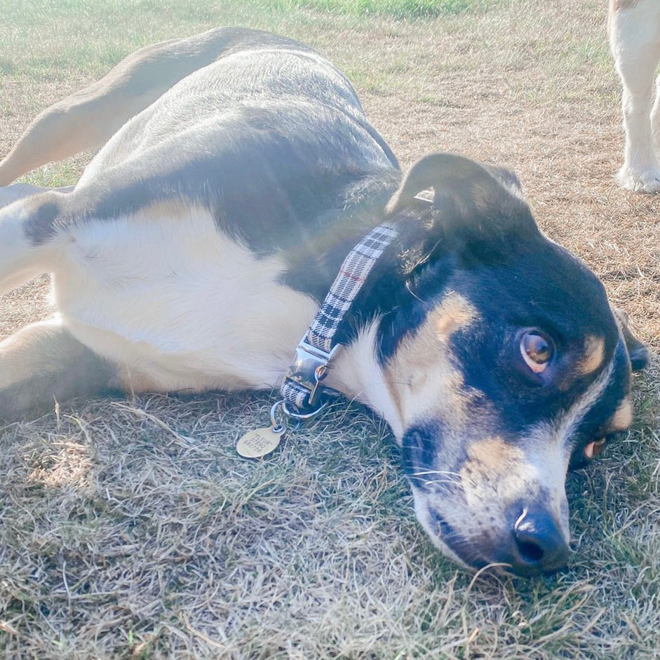 Beige tartan bow tie