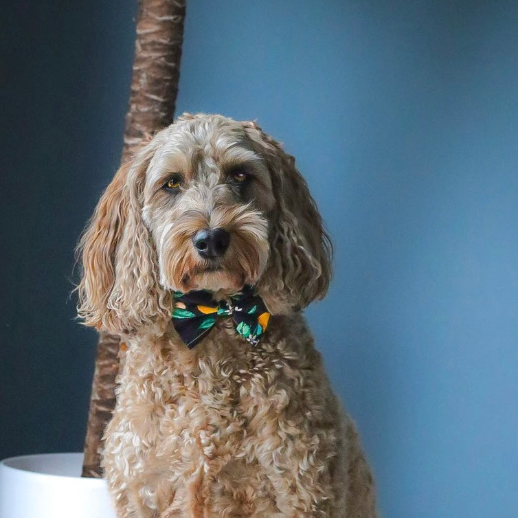 Lemon and navy dog collar