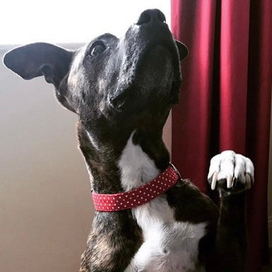 Red polka dot collar, lead and bow set