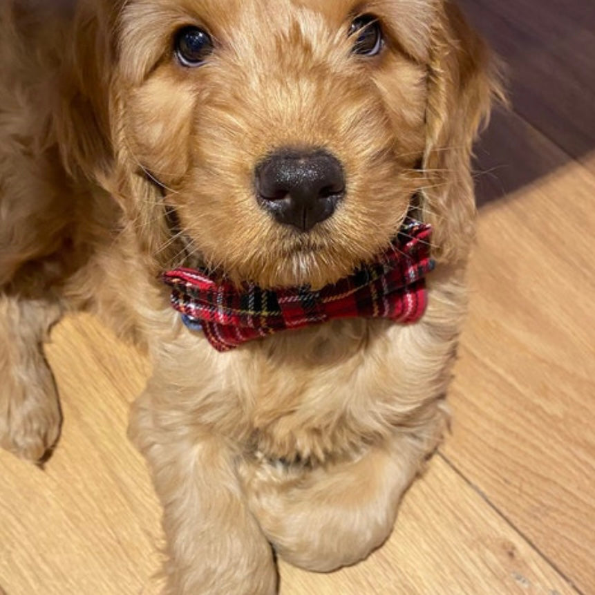 Red tartan dog collar