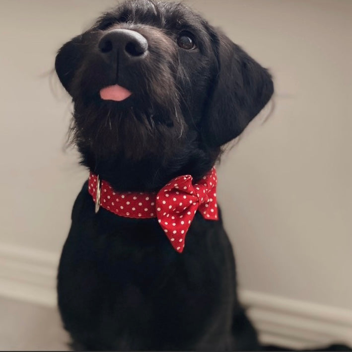 Red polka dot bow tie