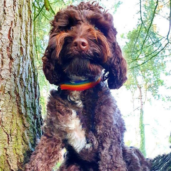 Rainbow dog collar