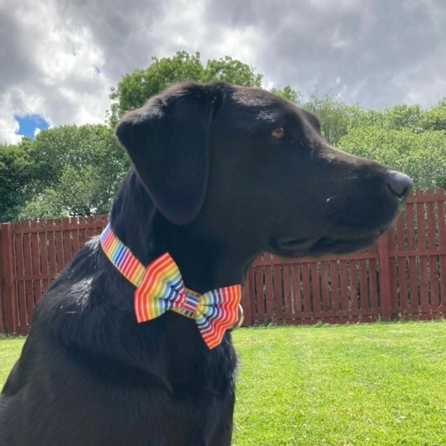 Rainbow stripe collar, lead and bow set