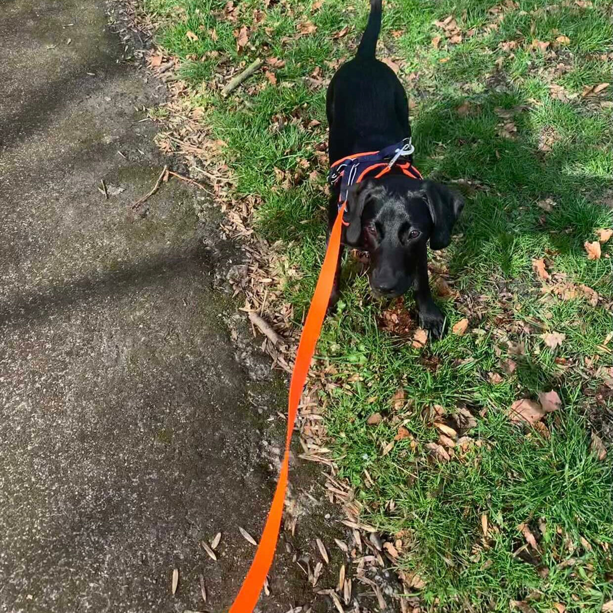 Plain standard dog lead