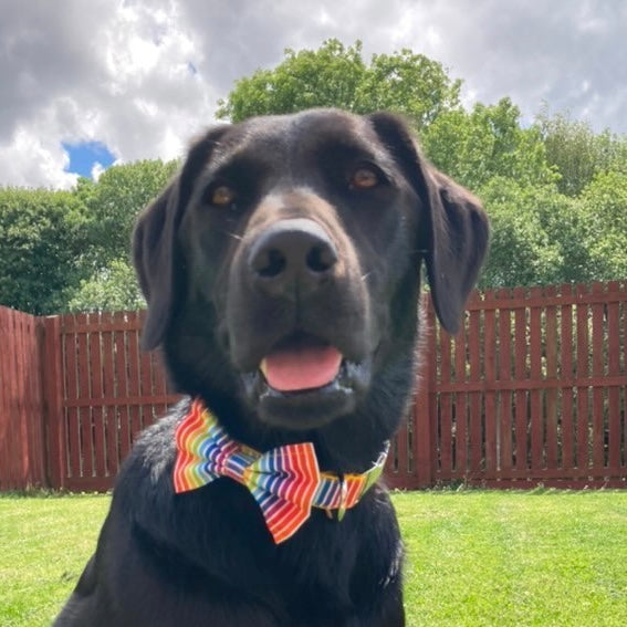 Rainbow stripe dog lead