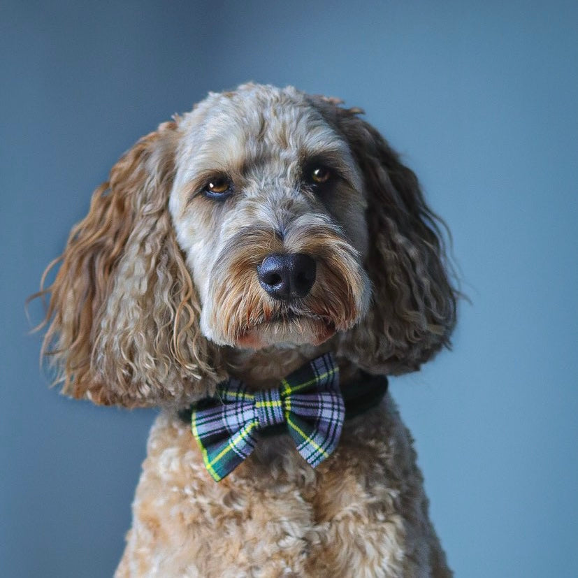 Green tartan collar, lead and bow set