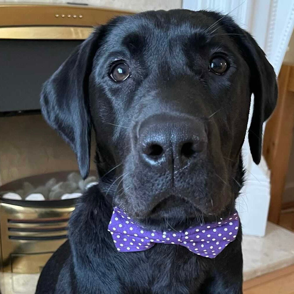 Purple polka dot bow tie
