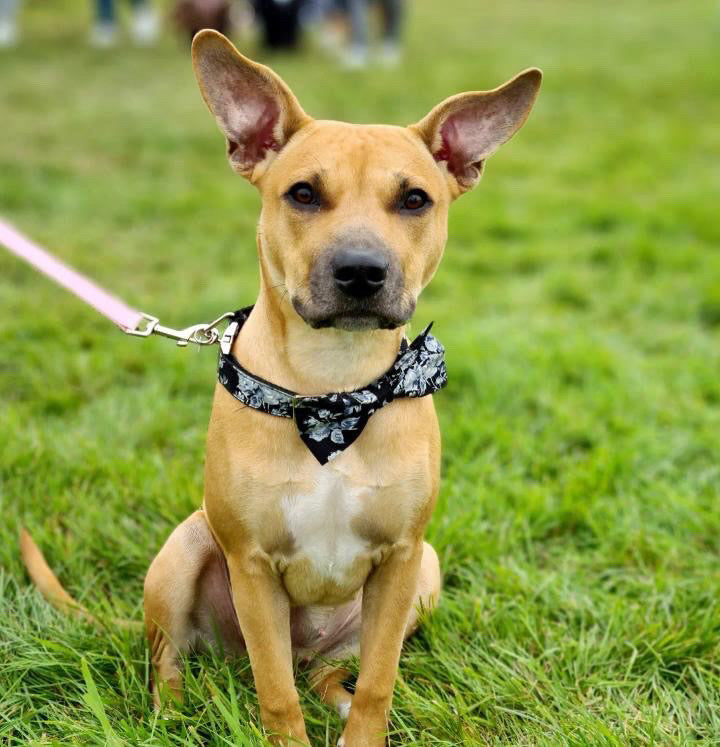English rose bow tie