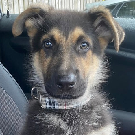 Beige tartan collar, lead and bow set