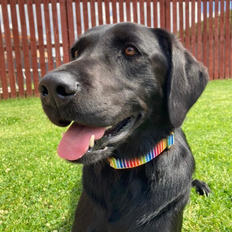 Rainbow stripe dog lead