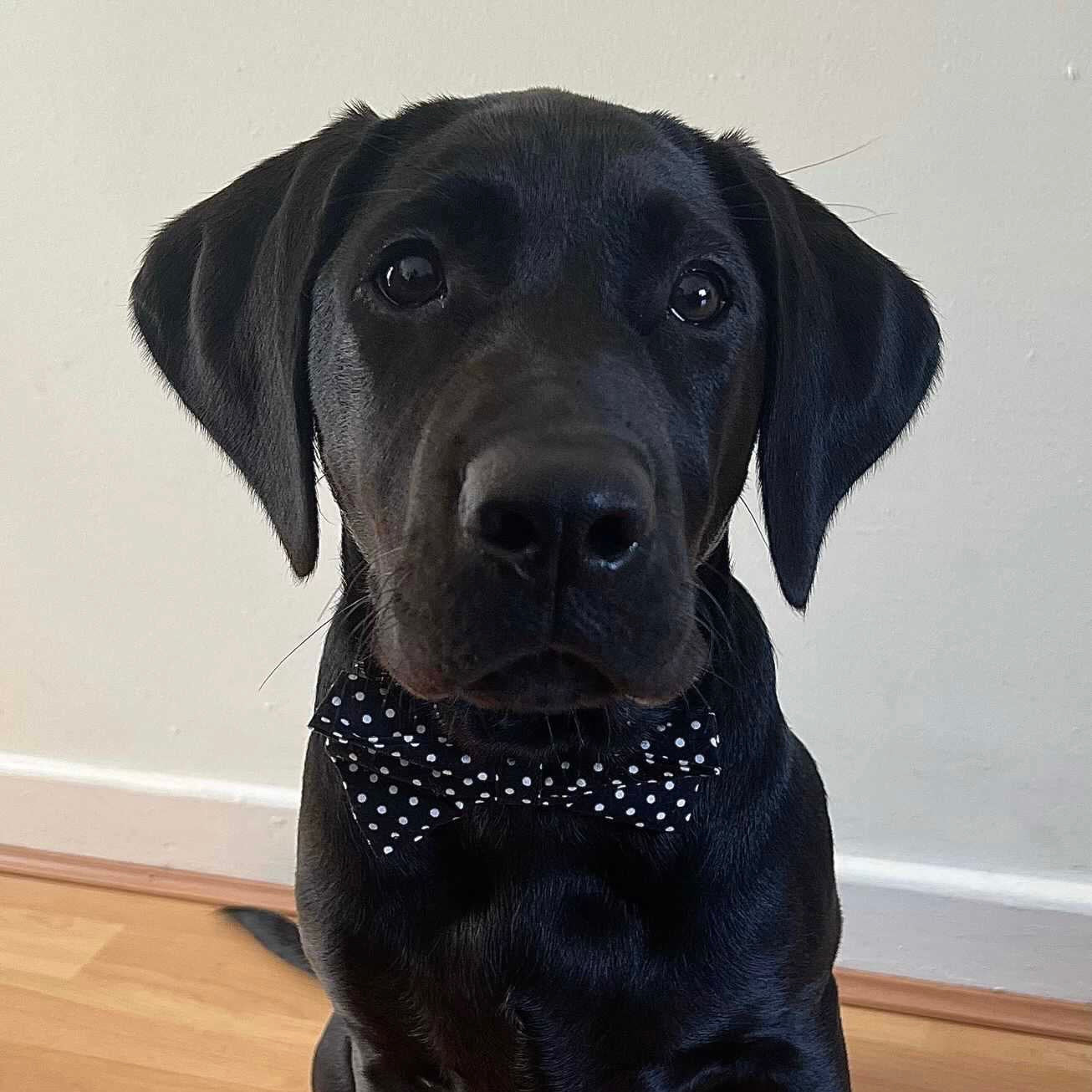Black and white polka dot bow tie