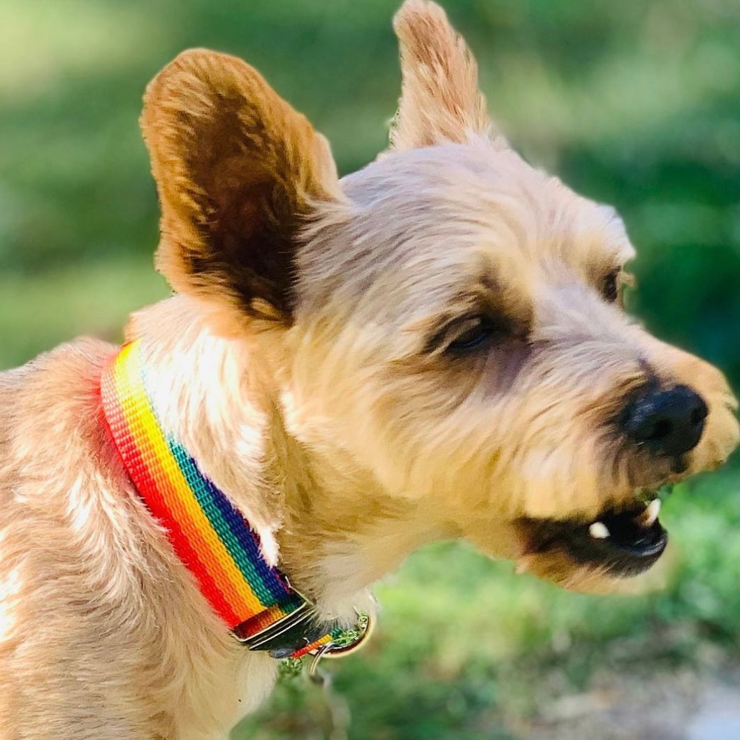 Rainbow dog collar