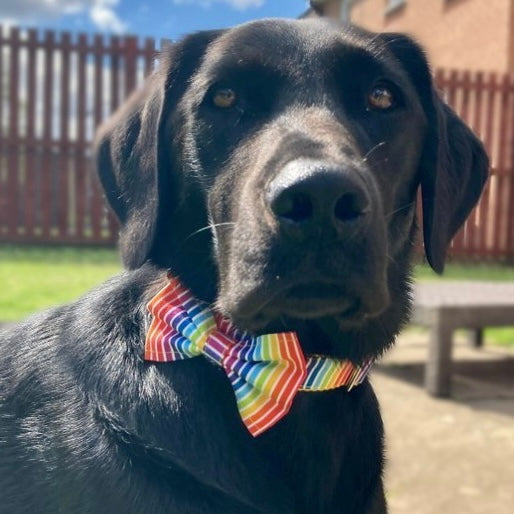 Rainbow stripe collar, lead and bow set