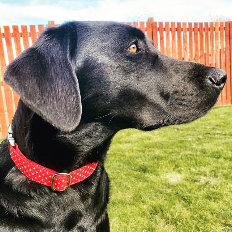 Red polka dot dog lead