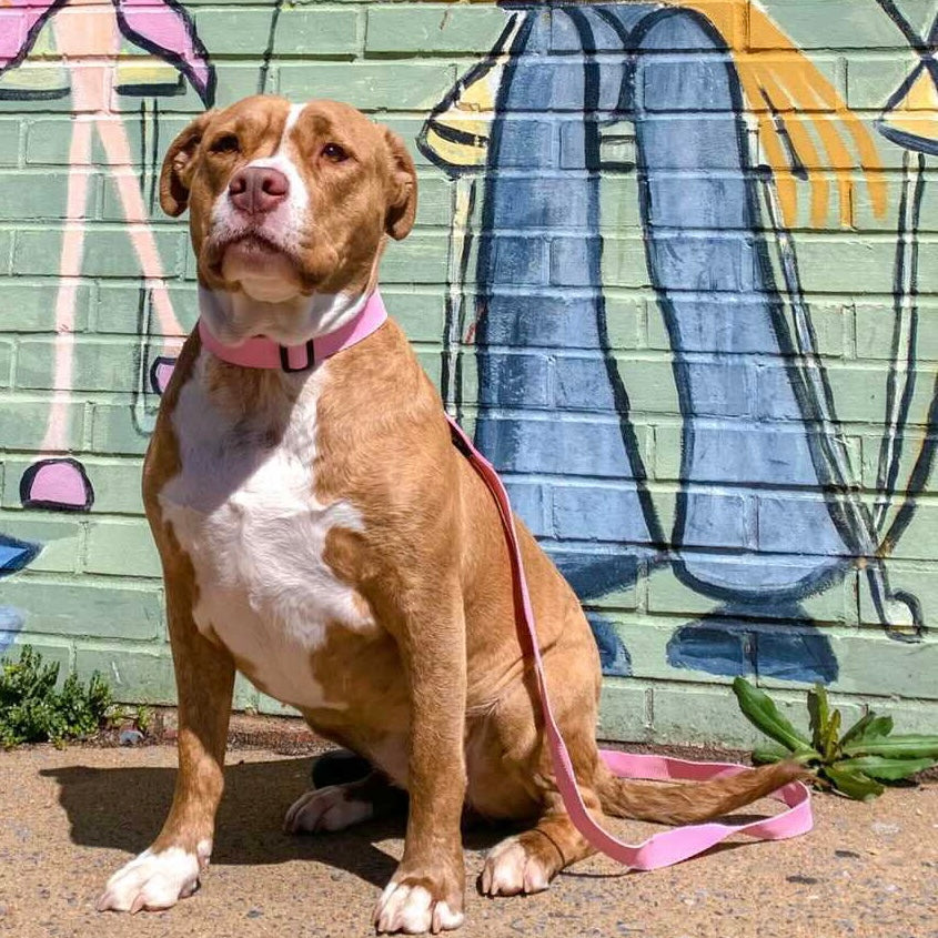 Baby pink dog collar