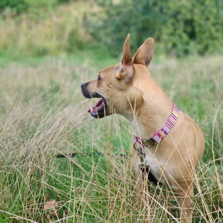 Pink stripe dog collar