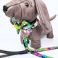 Little Monsters Dog Collar