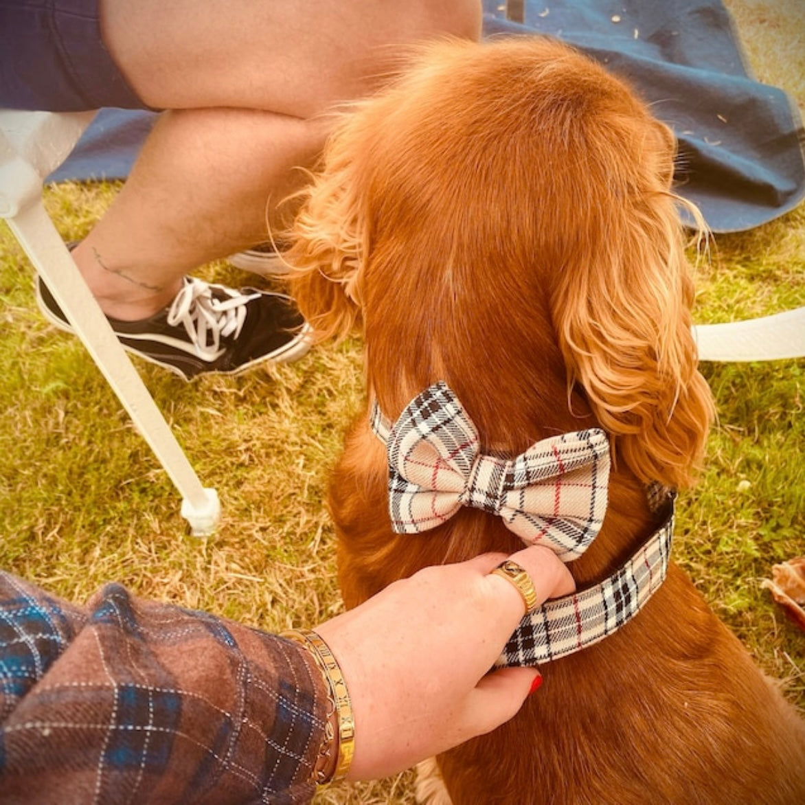 Beige tartan collar, lead and bow set