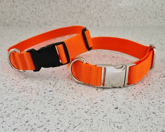 Orange dog collar