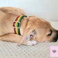 Jamaican dog collar