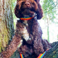 Plain standard dog lead