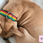 Girl boy small medium large custom dog collar gifts
