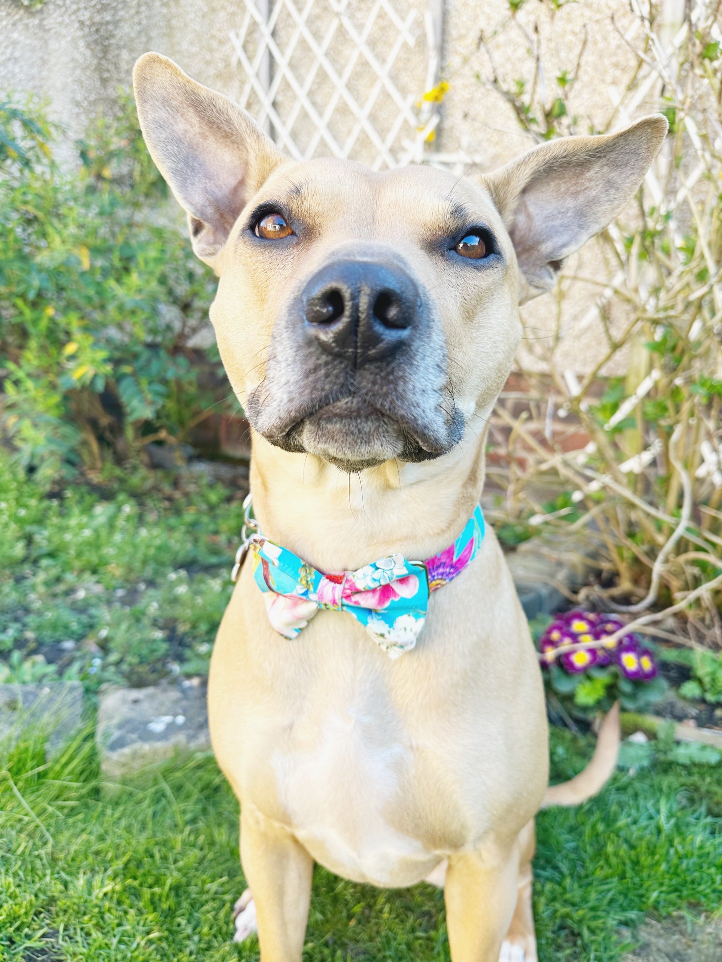 Wild Flowers Collar, Lead & Bow Set